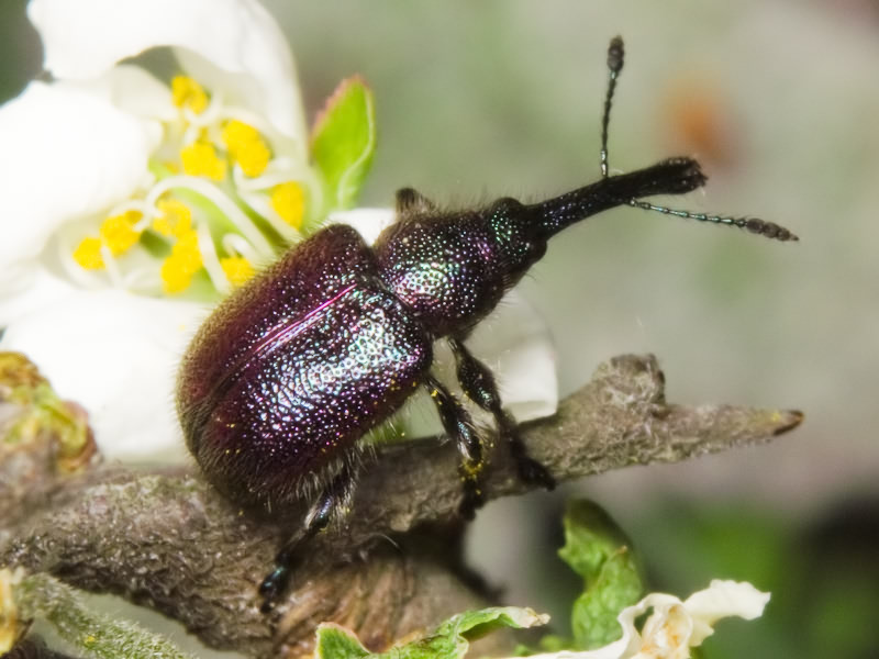 Rhynchites (Rhynchites) bacchus (Linnaeus, 1758)